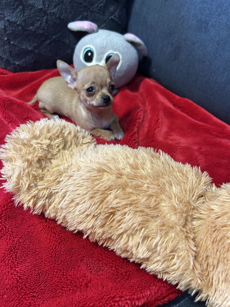 Suczka Chihuahua z rofowodem