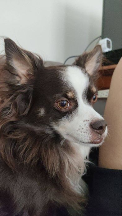 Собака чихуахуа в добрые руки