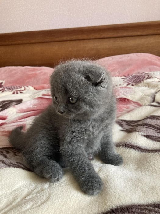 Шотландські кошенята
