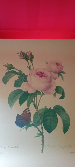 4 grafiki botaniczne piękne wydruki kwiatów galeria na ścianę