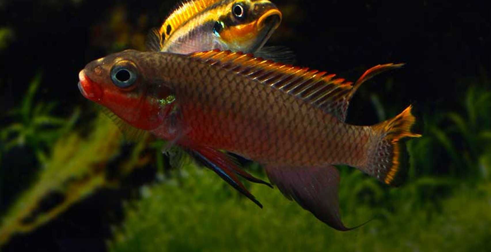 Barwniak szmaragdowy NIGERIA RED - Pelvicachromis taeniatus - dowóz