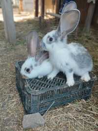 Młode króliki na sprzedaż