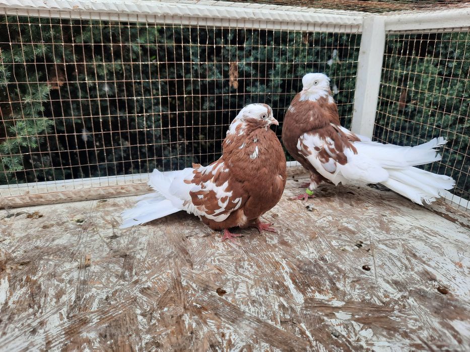 Продам домашню птицю.