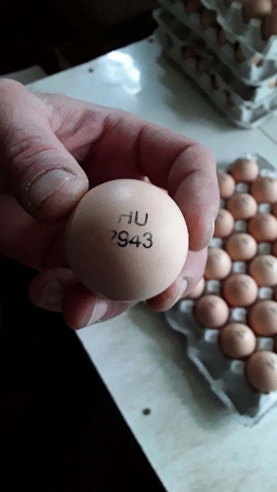 Яйце інкубаційне 9-ти різних Домінантів
