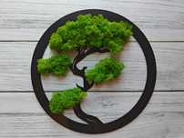 Żywy obraz z mchu chrobotka PREZENT Bonsai Obraz  Ozdoba na ścianę