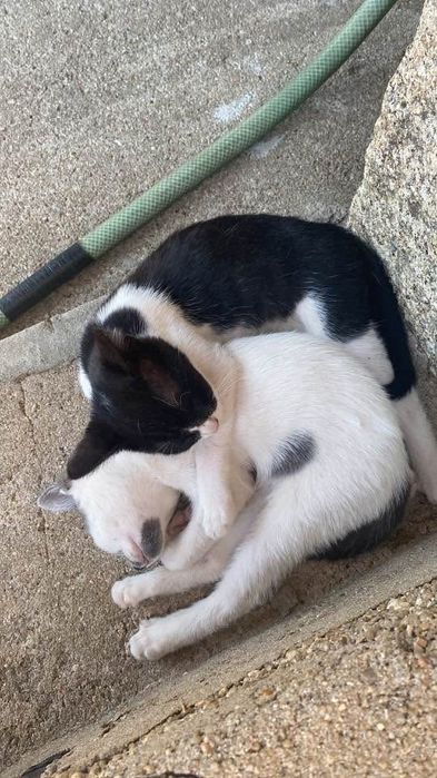 Adoção responsável - ( apenas os dois )