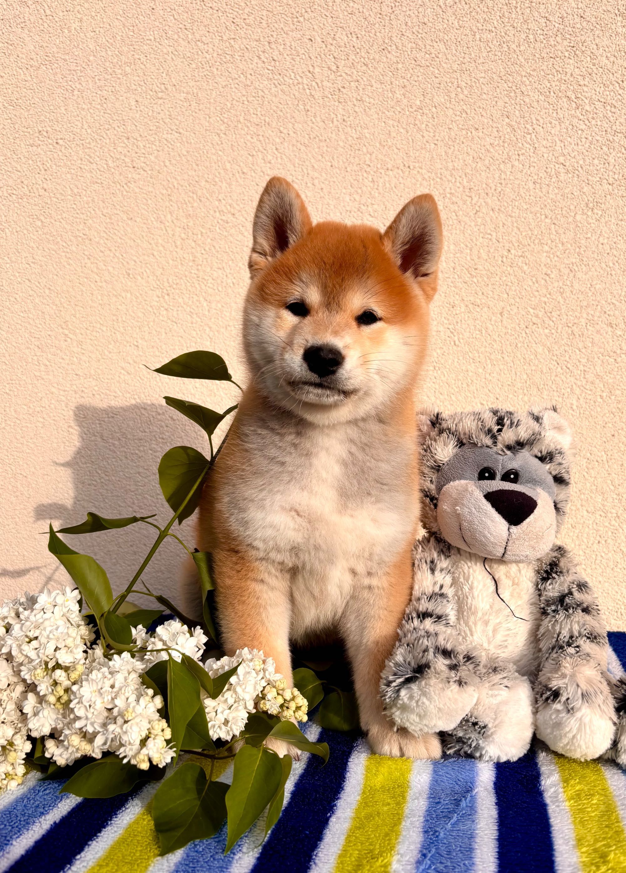 shiba piesek ZKwP