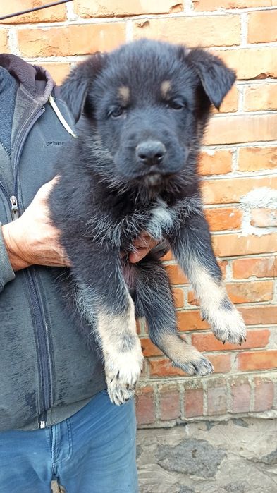 Цуценята німецької вівчарки  чорного окрасу!!!