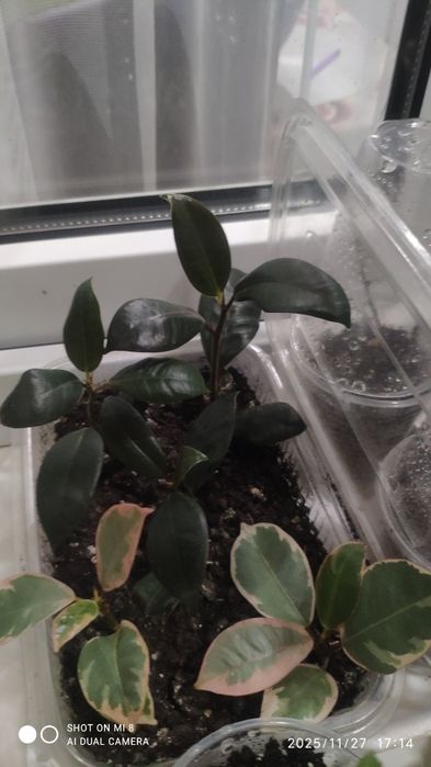 Бегония Тигровая, фикус Белиз и Абиджан