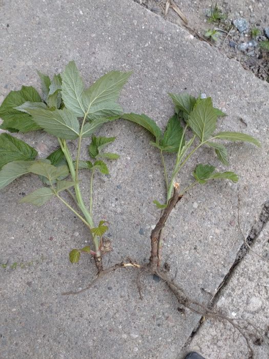 Sadzonki maliny 2 zł