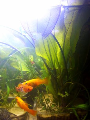 Рыбки и растения для аквариума