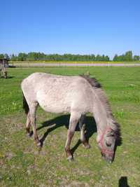 Klaczka  " Konik polski "