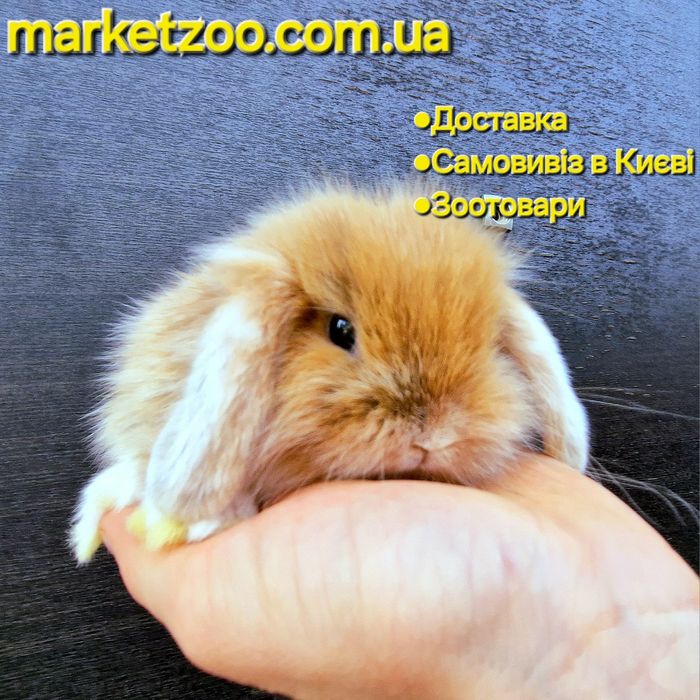 Шикарний міні лайон лопчик