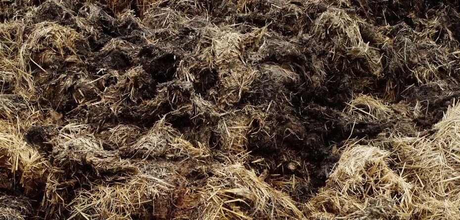 Obornik koński duża pryzma świeży i przekompostowany Częstochowa