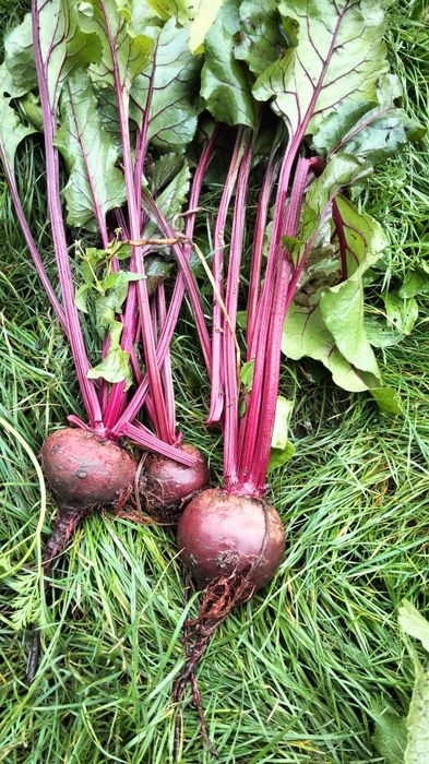 Домашня морква , буряк червоний