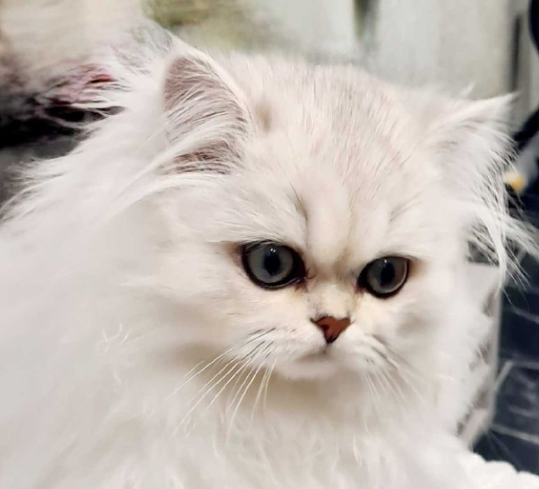 Чарівна дівчинка британської довгошерстої породи