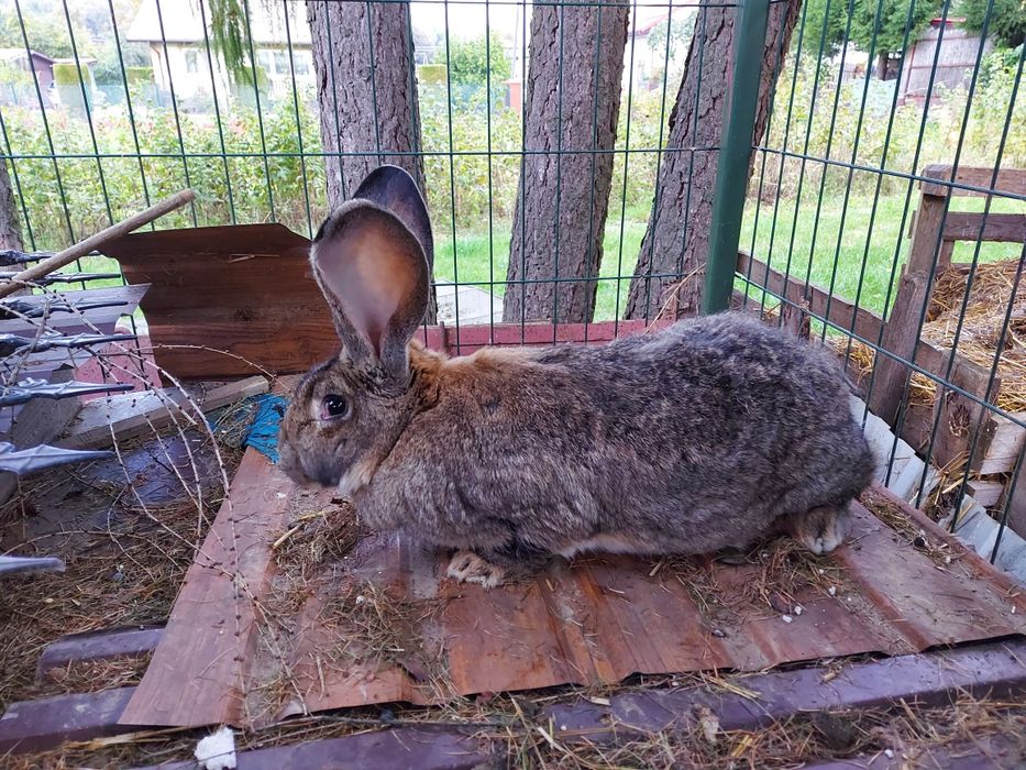 Samica Olbrzym Belgijski