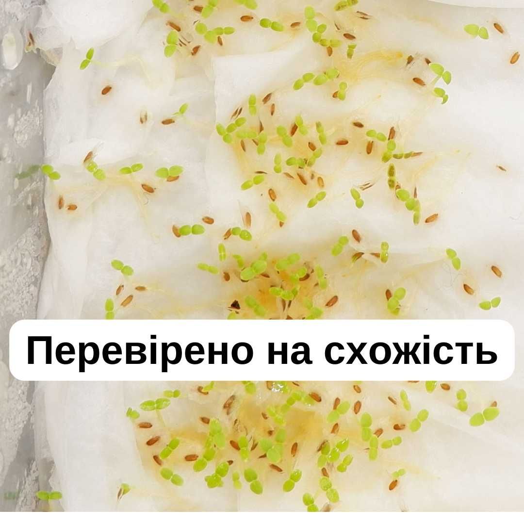 Павловнія 9501 насіння швидкоростуча для деревини павловния семена