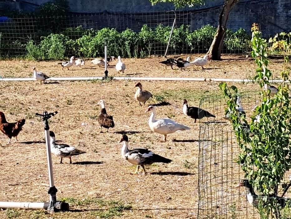Varios patos mudos várias idades criados ao ar livre com milho