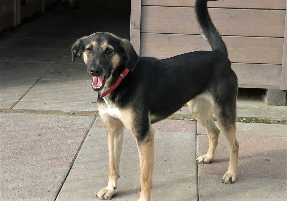 Layla, - 8 letnia suczka, potrzebuje troskliwego domu