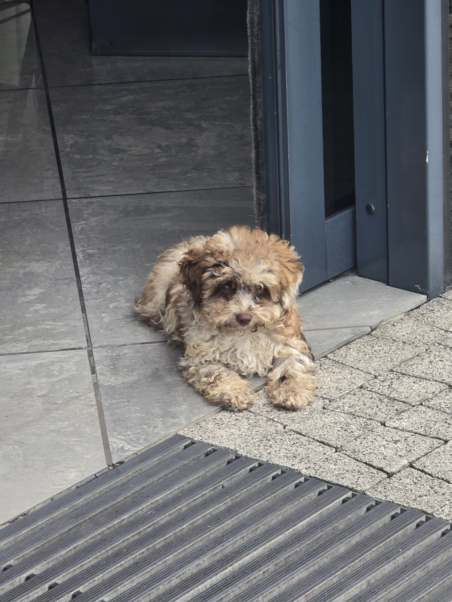 Maltipoo merle 3msc