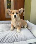 Welsh Corgi Pembroke piesek bicolor
