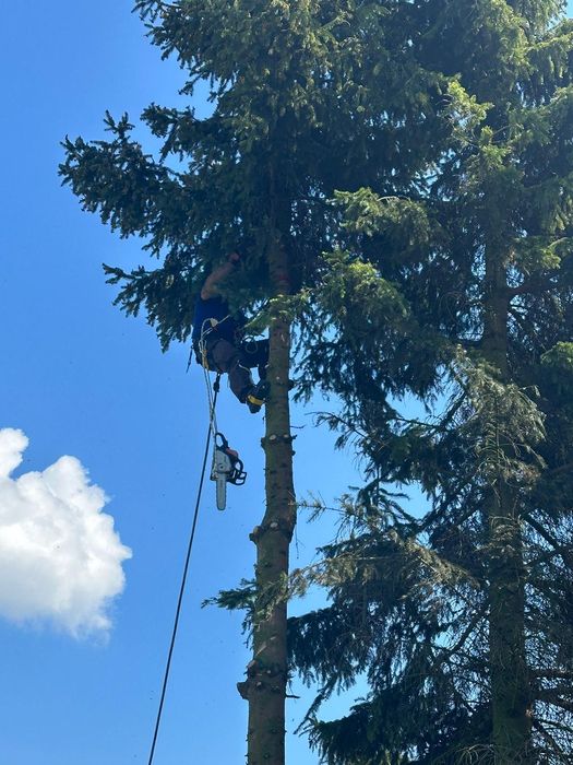 Wycinka drzew metodą alpinistyczna