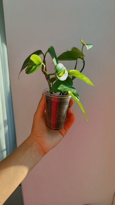 Епіпремнум золотистий