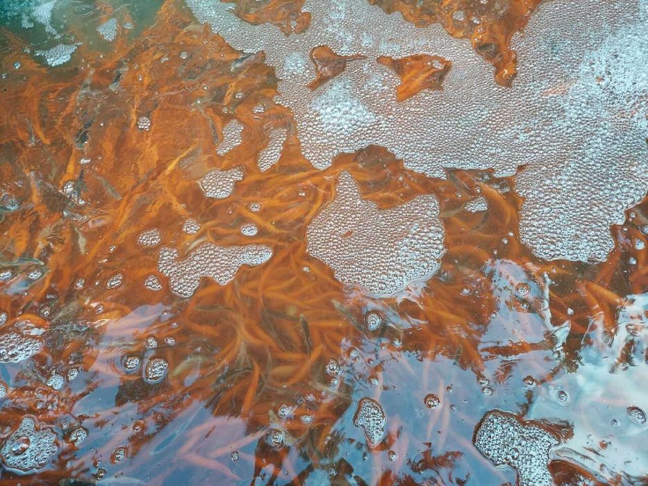 orfa złota, 10-12 cm, ryby do oczka wodnego, dowóz