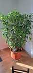 Ficus benjamina 160 cm