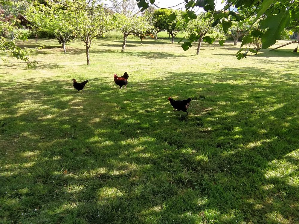 Ovos galados raça Marans