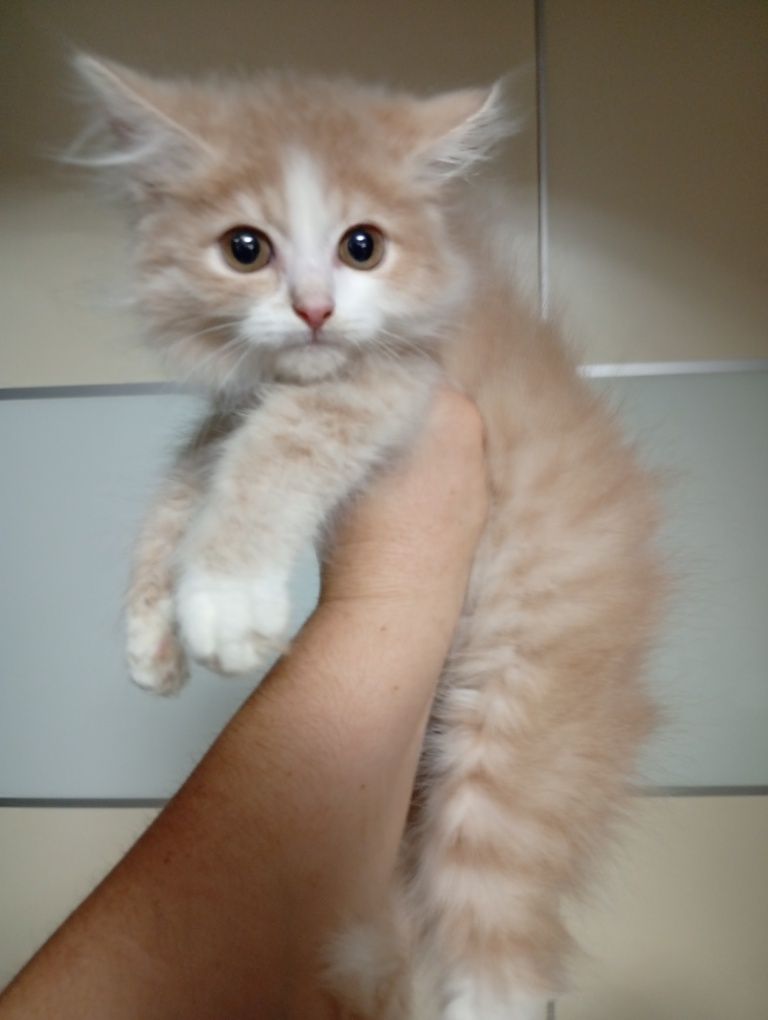 Котята Сибирские
