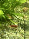 Vendo camarões Red Cherry/ Red Fire