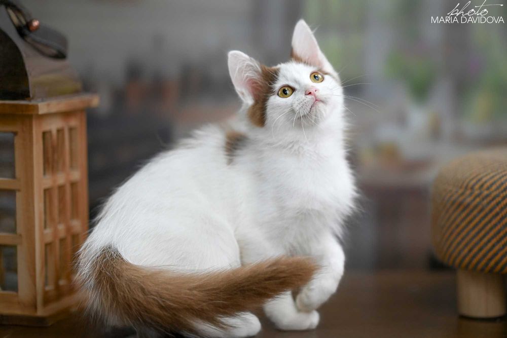 Редчайший цинамон! Харизматичный котёнок ищет дом!