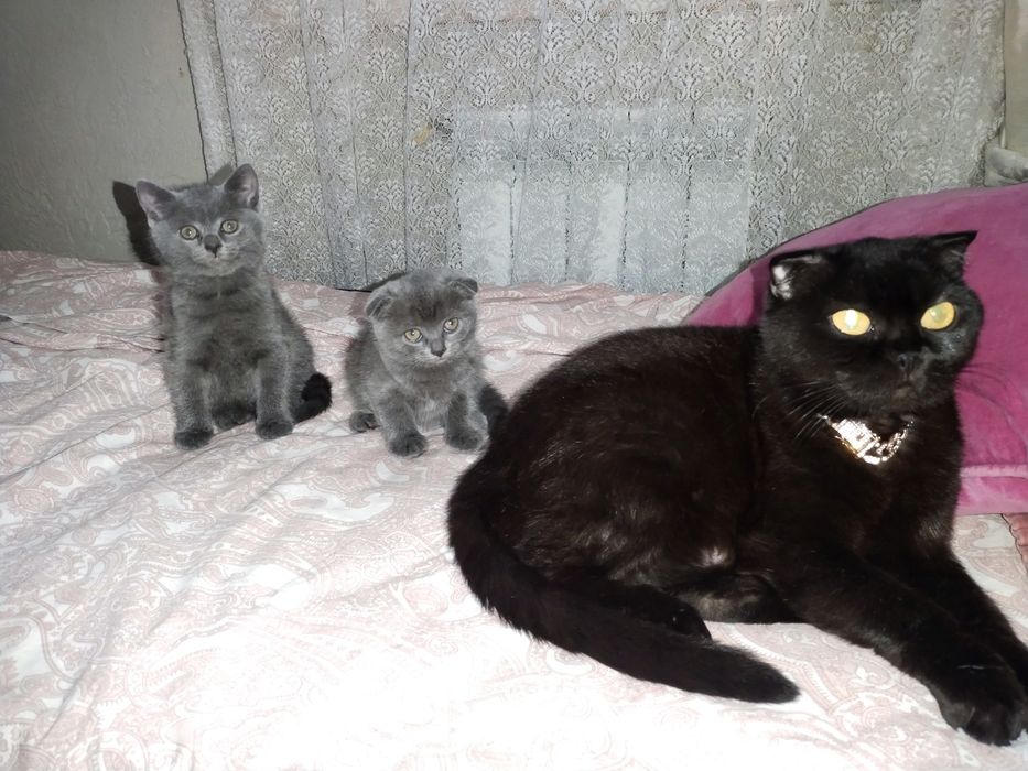 Продам шотландскую кошечку.