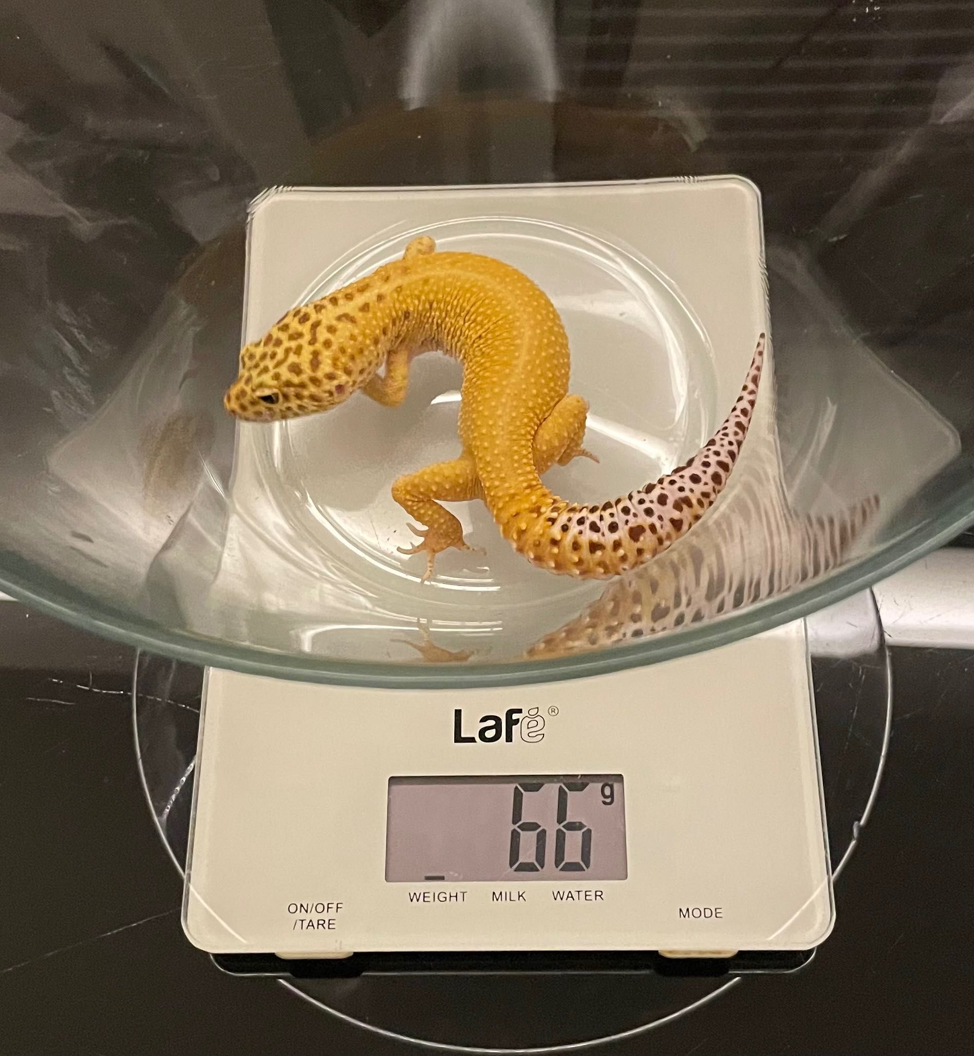 Gekon Lamparci Tremper Albino