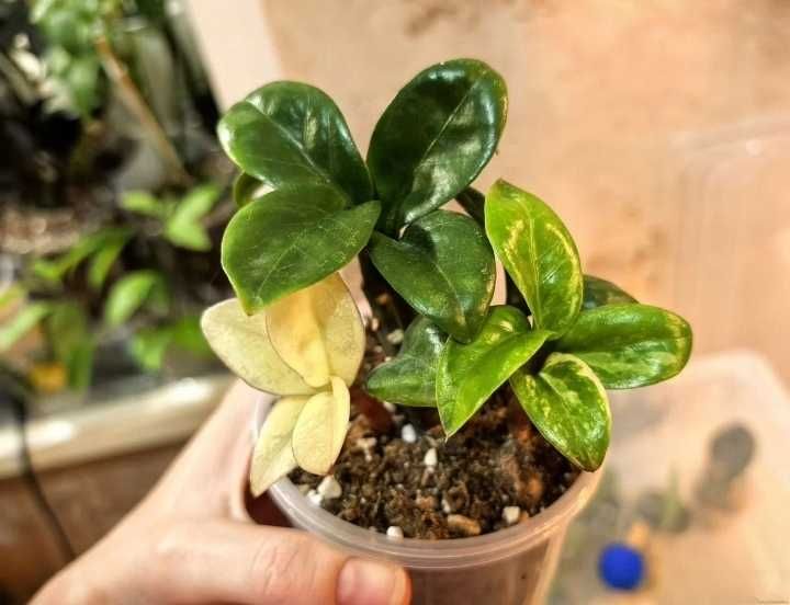 Заміокулькас варієгатный Dwarf