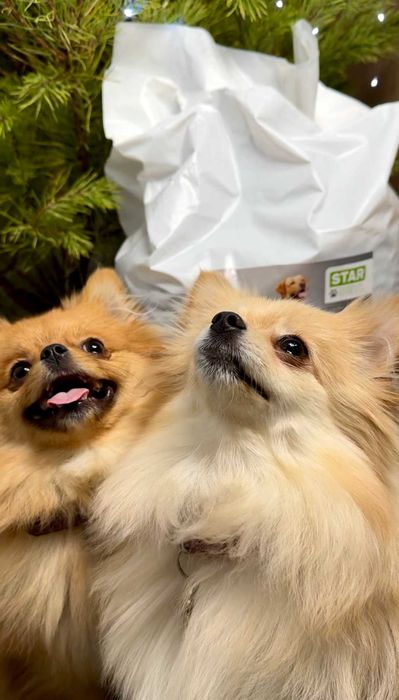 Якісний корм STARDEYL для розплідників і притулків – від 540 грн!