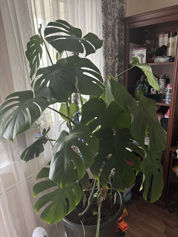 Monstera 140-145cm