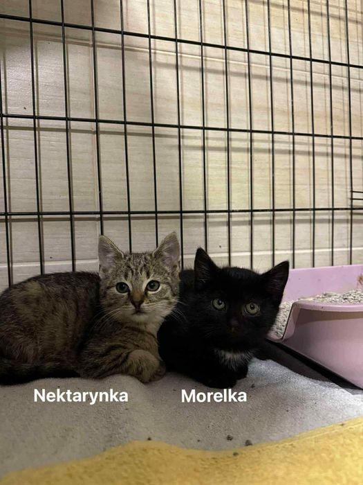 Trzy kocie siostry czekają na dom