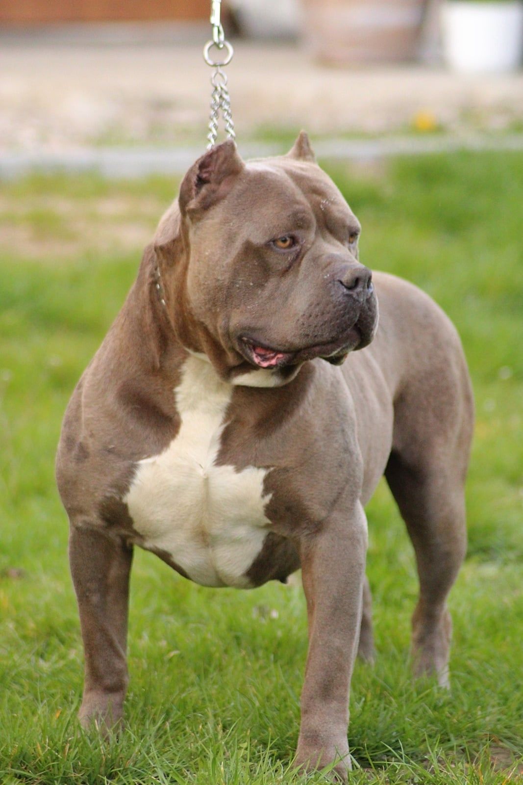 American bully Xl