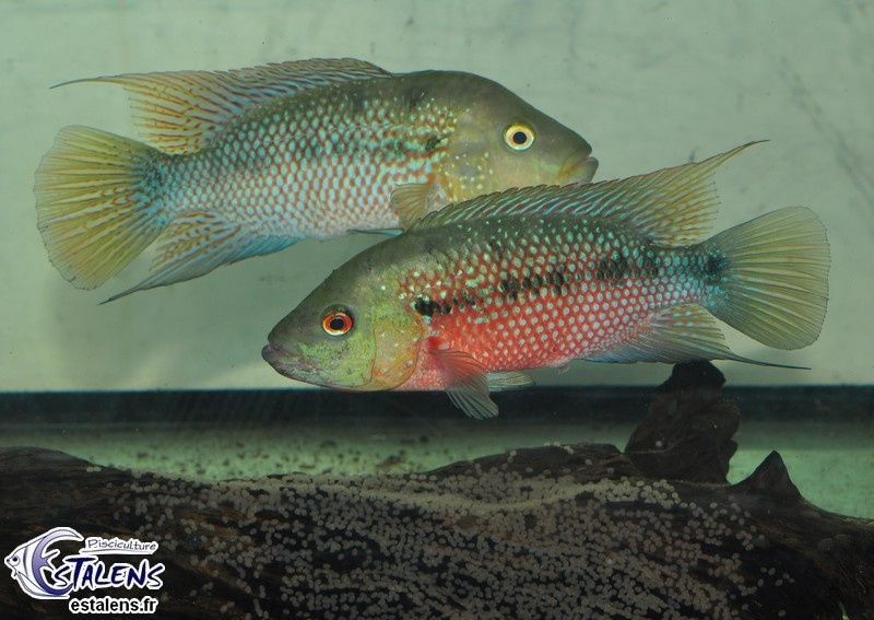 Pielęgnice Nandopsis istlanum 6cm
