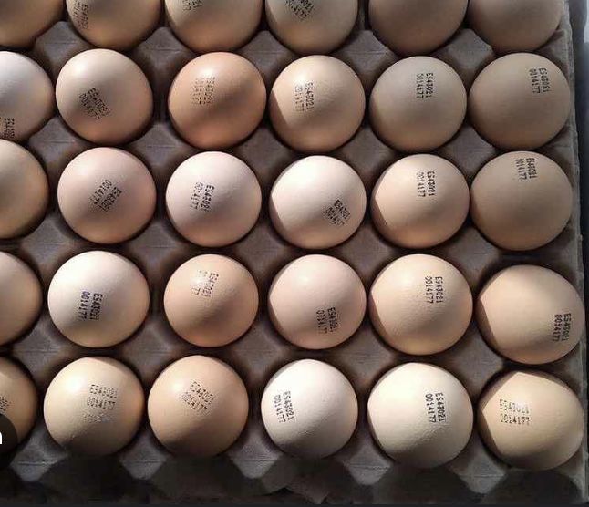 Інкубаційні яйця Тетра Н