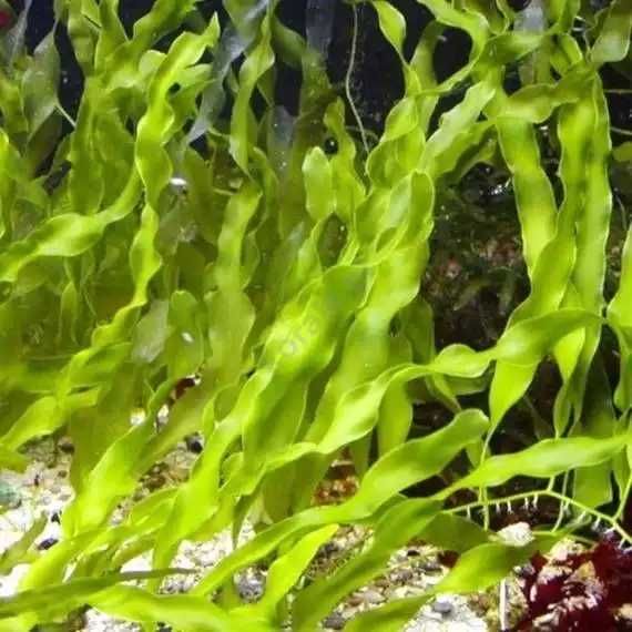 Caulerpa prolifera makroglon akwarium morski