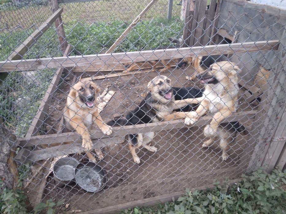 Oddam za darmo jedną  stara  suka  i szczeniaki