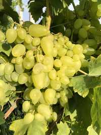 Саджанці столових сортів винограду Бажена