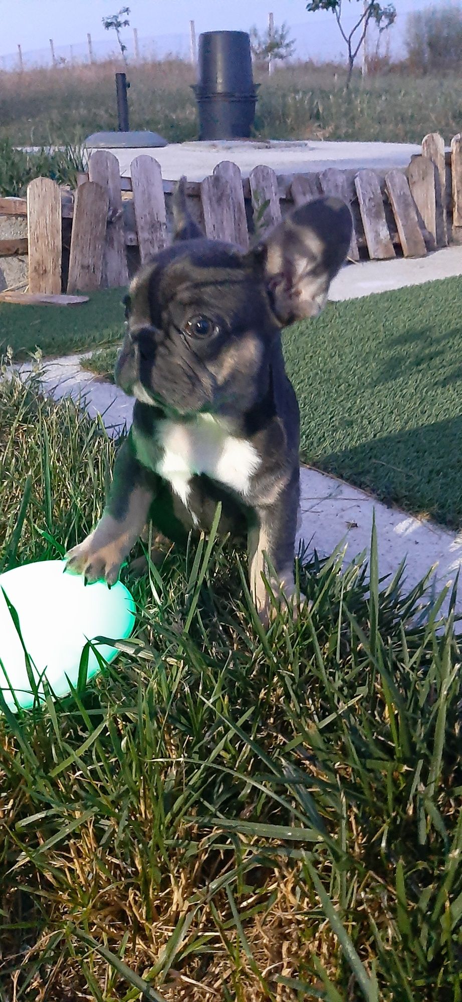 Bulldog Francês fêmea blue  tan