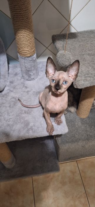 Котята канадский сфинкс