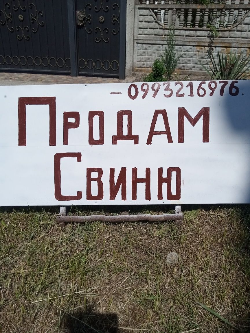 Продам свиню на м'со