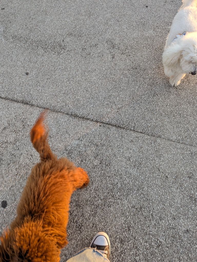 Pet sitting Costa da Caparica